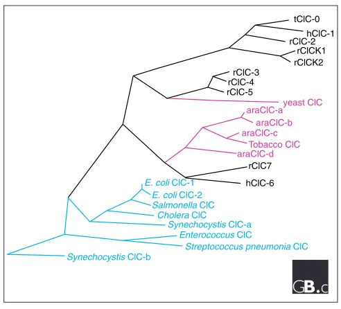 Figure 1ClC family tree. Prefixes: h, human; r, rat; ara, t,subfamilies, and that all the higher plant ClCs are closelyrelated to one another