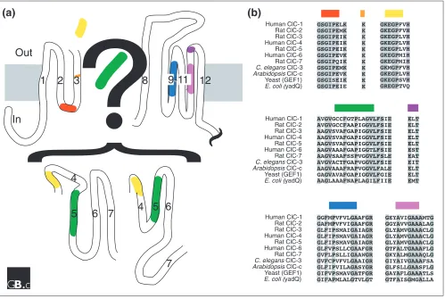 Figure 2(a)helices 4-7 is currently unresolved; two models, based on conflicting experimental results [1,9], are indicated.Transmembrane helices 9-12 form an extensive, almost uninterrupted, hydrophobic region that crosses the membrane either Transmembrane