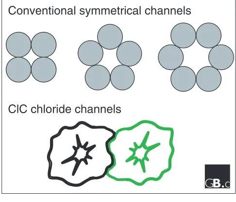 Figure 3A comparison between the molecular design of all known α-helical ion channel proteins and that of the ClC chloridechannels, viewed from above the plane of the membrane.The conventional channels form pores between thesymmetrically arranged subunits,