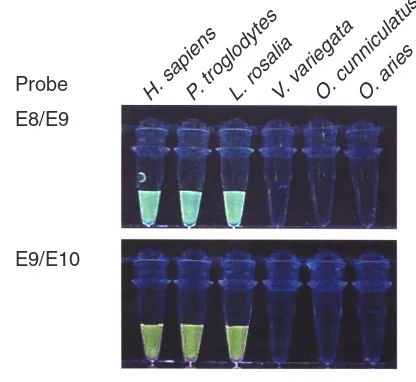 Figure 2Representation of the SHMT-ps1 region amplified by theC1/B6 primers. The positions of the two molecular beaconsequences E8/E9 and E9/E10 are shown in relation to theexon-exon boundaries in SHMT-ps1.