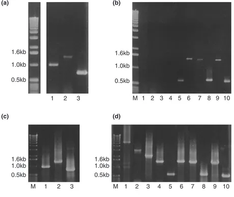 Figure 3The effect of 3’ and 5’ deletions in the 1.3 kb macronuclear precursor sequence on DNA fragmentation
