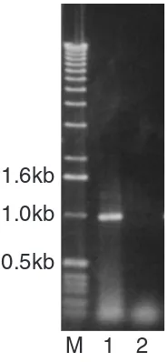 Figure 5The effect of mutagenizing the St-Cbs on DNA-processing.Cells were injected with either pCE5 (lane 1) or pCE5mut(lane 2)