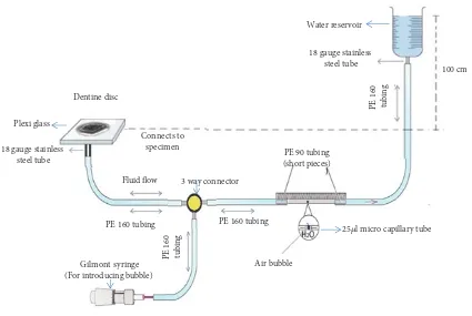 Figure 1: Analogy of a dentine disc attachment to a plexiglass via cyanoacrylate resin and sealing with flowable composite.