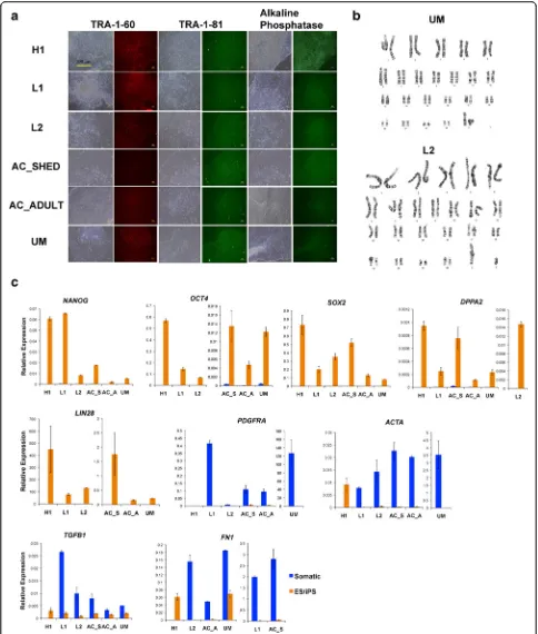 Fig. 2 Pluripotent characterisation of clinically compatible DPSC-derived iPS cells using virus-free, xeno-free, and feeder-free approaches.pluripotency-related genes and mesenchymal genes of the H1 hES and DiPS cells relative to their isogeneic somatic ce