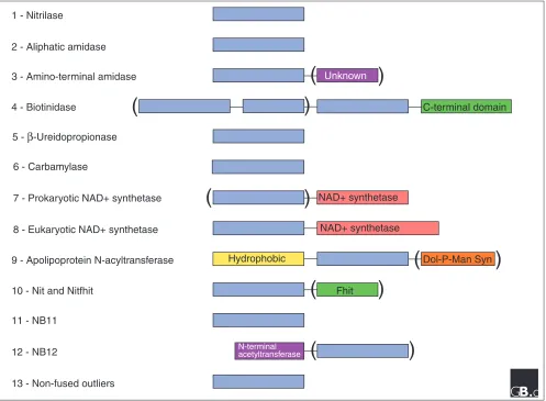 Figure 3Domain structures for 13 branches of the nitrilase superfamily. Additional domains are found in members of seven branches.Parentheses denote domains found in only some members of the branch