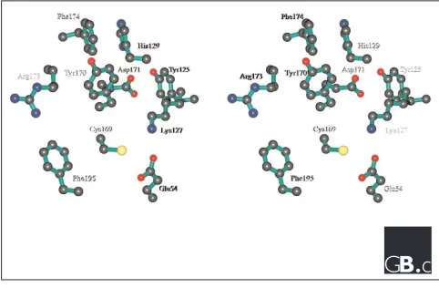 Figure 4Nitrilase-related active site of C. elegans NitFhit. Stereoviewof sidechains of invariant and highly conserved residues fromthe crystal structure of NitFhit [12]