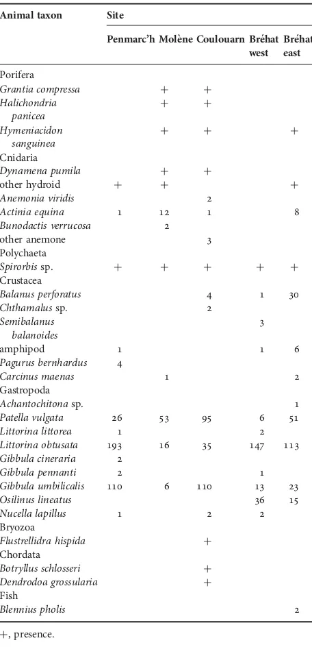 Table 4. Presence and numbers when possible of macrofaunal taxa ateach site.