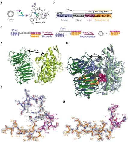 Fig. 1 Amanitin biosynthesis and the role of GmPOPB.showing electron density (2Overlay of 25mer (by GmPOPB.proline is labeled.(peptide (2shown in a Biosynthesis of α-amanitin from the cyclic peptide produced by GmPOPB involves oxidation (bluecircle), hydro