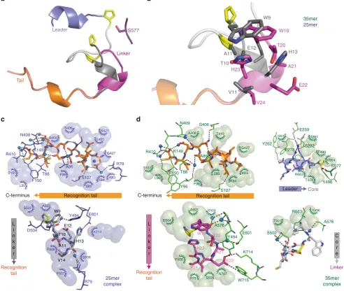 Fig. 2 Interactions between GmPOPB and linker regions for 35mer and 25mer substrates are different.(anti-clockwise) of the 35mer peptide and GmPOPB-S577A