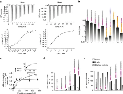 Fig. 3 Binding and kinetics of substrates and recognition tail truncations.show both the 13mer and 14mer are substrates for the enzyme