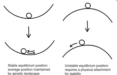 Fig. 4 Grape in a bowl analogy for centromere positioning. In thismodel, centromere positioning is determined by equilibrium points