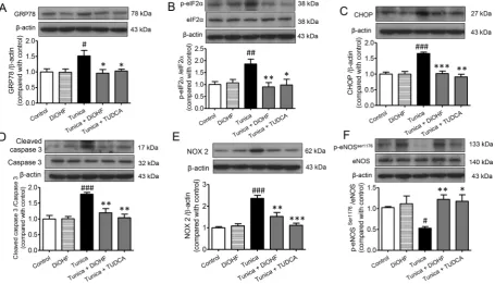 Figure 4. Chronic treatment with DiOHF alleviates ER stress, oxidative stress and apoptosis in mouse  vs control, Bonferroni’s Multiple Comparison Test