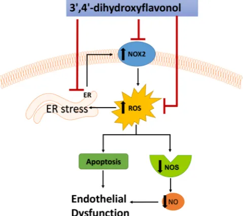 Figure 6. Graphical abstract. DiOHF protects tunicamycin-induced endothelial dysfunction via the inhibition of the ER stress and apoptosis is due at least in part to the alleviation of oxidative stress which, in turn, cause the protein misfolding by interfering with the ER homeostasis.