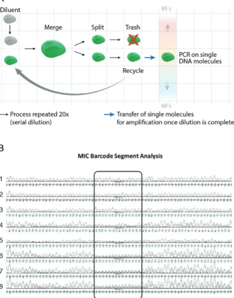 Figure 3. Scheme of cell free cloning using DMF. (struct generated by POP assembly is subjected to DMF-basedcloning using smPCR