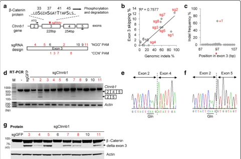 Fig. 2 Ctnnb1were designed to target exon 3: strong sgRNAs inphosphorylation amino acids 33, 37, 41, and 45 promotes degradation of the sgRNAs targeting exon 3 induces exon skipping