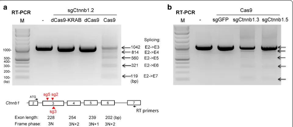 Fig. 3 Cas9 nuclease activity required for skipping of one or more exons. a RT-PCR analysis of Ctnnb1 mRNA in KP cells transduced with lentivirusesthat encode sgCtnnb1.2 and nuclease-defective Cas9 (dCas9), dCas9-KRAB fusion, or WT Cas9