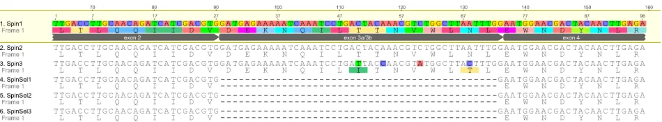 Fig. 1 Exon skipping in transcripts ofstrain double chromatogram peaks at several nucleotide positions across the exon 3 region indicated transcripts with either exons 3a or Taa6