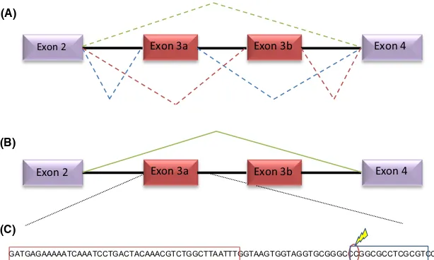 Fig. 2 Patterns of splicing and DNA methylation of thesolid line). (C) Nucleotide sequence of exon 3a and immediate region downstream highlighting the position of the single CpG sitethat is 30% methylated in the SpinSel strain (marked with a lightening bol
