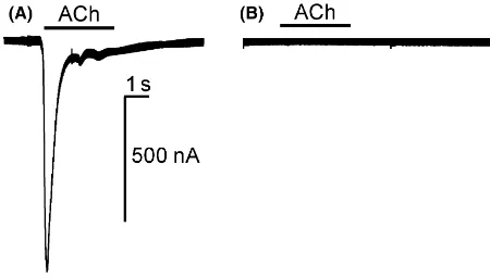 Fig. 3 Response of nAChR a7 (A) or nAChR a7�Exon3. (B)Expressed in Xenopus oocytes to 0.3 mM acetylcholine.