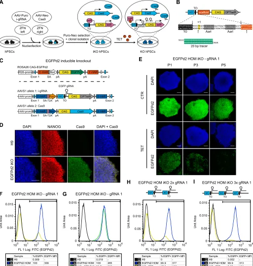 Fig. 7. Development of an optimized inducible CRISPR/Cas9 knockout platform in hPSCs. (A) Experimental approach for the generation of inducibleand their MFI are reported