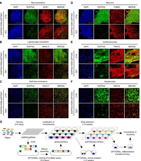 Fig. 8. Validation of the optimized inducible CRISPR/Cas9 platform following hPSC differentiation