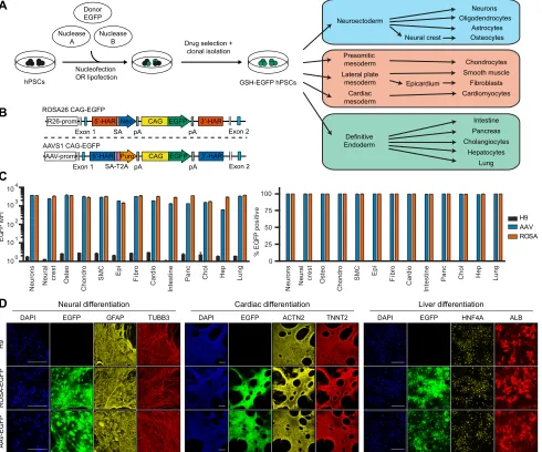 Fig. 1. Validation of the-HAR, upstream/downstream homology arm; SA, splice acceptor; T2A, self-cleaving T2A peptide; Neo, neomycin resistance; Puro, puromycin resistance; pA, polyadenylation signal; CAG, CAG promoter