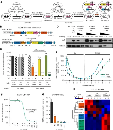 Fig. 2. Development of an optimized inducible knockdown system (OPTiKD) based on dual GSH targeting of hPSCs