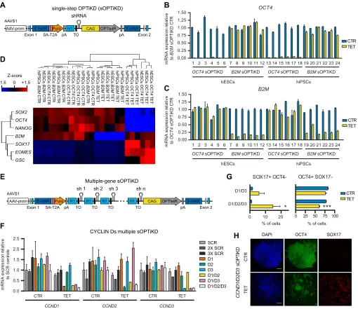 Fig. 3. Single-step optimized inducible knockdown (sOPTiKD) of individual and multiple genes in hESCs and hiPSCs