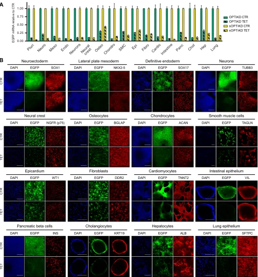 Fig. 4. Validation of the optimized inducible knockdown platforms following hPSC differentiation