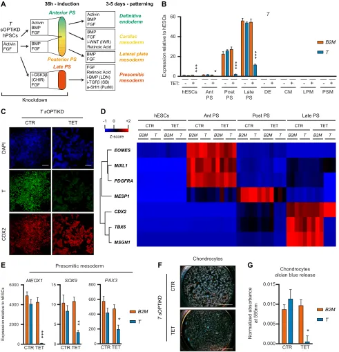 Fig. 5. Functional analysis of T (brachyury) during mesendoderm specification of hPSCs