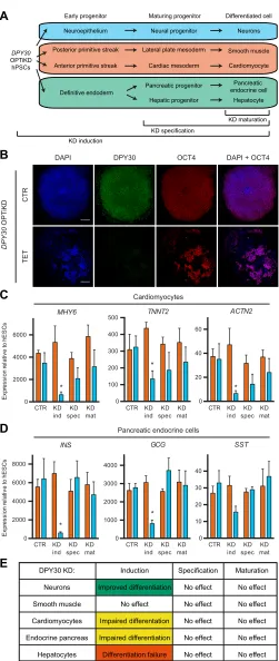 Fig. 6. Functional analysis of DPY30 during hPSC differentiation. (A) Theexperimental design to investigate the role of DPY30 at various stages of hPSCdifferentiation