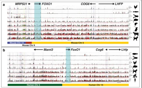 Fig. 1 ECRs in the FOXO1/FoxO1 loci in relation to human–mouse syntenic regions. ECR output from the ECRBrowser tool (http://ecrbrowser.dcode.org,2015) showing the positions of evolutionary conserved regions when using (a) the human and (b) mouse genomes a