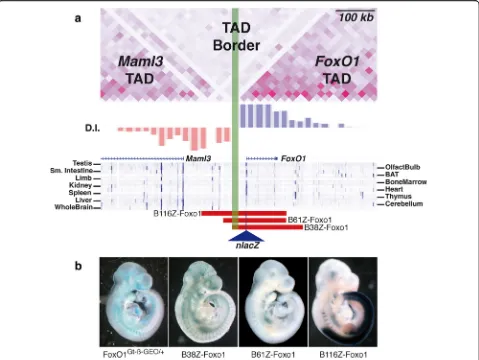 Fig. 4 Crossing the TAD border can drive ectopic transgene expression from enhancers in the adjacent domain