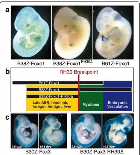 Fig. 5 Pax3regions within the BACs.Differentmyotomal expression.identified downstream of the RH30 translocation breakpoint