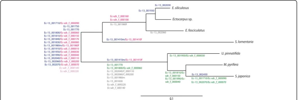 Fig. 2 Overview of the evolutionary history of gene gain and gene loss from brown algal SDRs