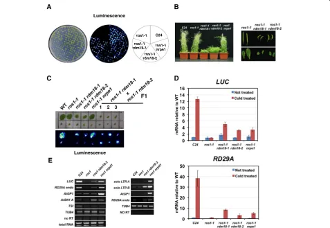 Fig. 1 RDM18endogenous promotes transcriptional gene silencing at RdDM loci. a Bioluminescence phenotype of two-week-old ros1 rdm18 seedlings.b The ros1 rdm18 mutants exhibit multiple developmental defects