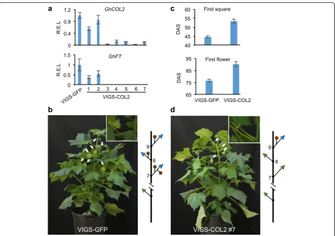 Fig. 6 Repression ofrespectively.plant of VIGS-GFP lines and a diagram to indicate the branch location (node 7) of the first square (immature flower) that appeared