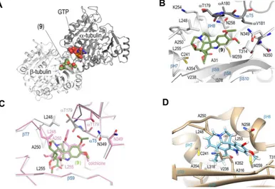 Figure 5. Crystal structure of the tubulin-jerantinine B acetate (TTL-jerantinine B acetate complex structure