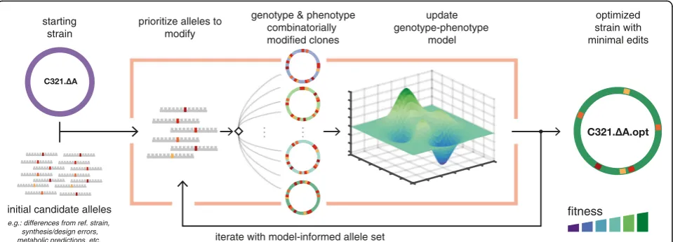 Fig. 1 Workflow for improving phenotypes through model-guided multiplex genome editing