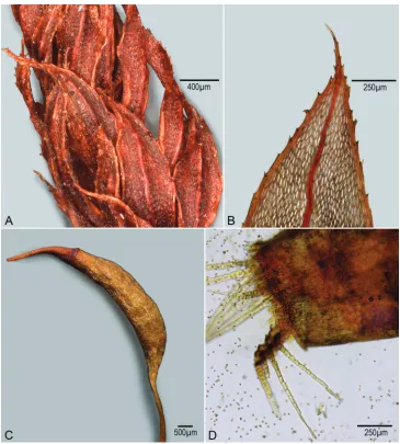 Figure 2. Brachymenium speciosum (Hook. & Wils.) Steere. A Part of leafy stem showing distorted leaves B tip of leaf showing thickened margin with teeth on margin and upper and lower surfaces, some of these appearing as double teeth C capsule showing rostr