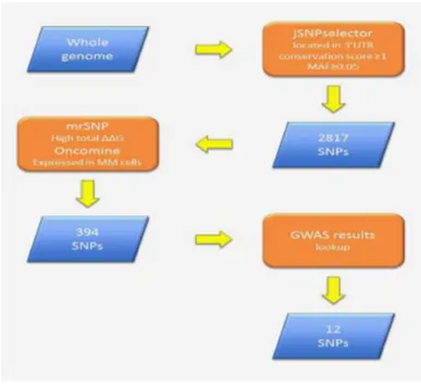 Figure 1. Workflow of the SNP selection. 