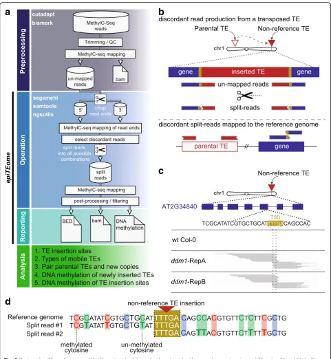 Fig. 1 Design ofoverlap (the reference genome are used to identify the sites of new TE insertion