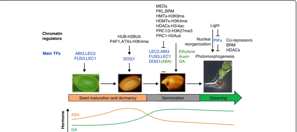 Fig. 2 Involvement of chromatin regulators during seed maturation, dormancy, and germination