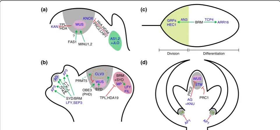 Fig. 4 Chromatin remodelers regulate differentiation and proliferation.other hand, upregulatesAGhormone levels to promote differentiation.methylation (PRMT5), and a chromatin reader (OBE)