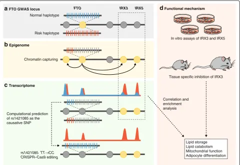 Fig. 3 Genome first approach at FTO GWAS locus. Claussnitzer et al [16] combined genomics, epigenomics, transcriptomics, and phylogeneticthe candidate genes are differentially expressed between the risk and normal haplotypes, identifying IRX3 and IRX5 as t