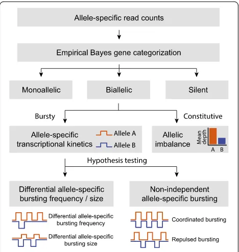 Fig. 2 Overview of analysis pipeline of SCALE. SCALE takes as inputallele-specific read counts at heterozygous loci and carries out threemajor steps: (i) gene classification using an empirical Bayes method,(ii) estimation of allele-specific transcriptional kinetics using aPoisson-Beta hierarchical model with adjustment of technicalvariability and cell size, (iii) testing of the two alleles of a gene todetermine if they have different bursting kinetics and/or non-independent firing using a hypothesis testing framework