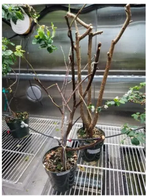 Figure 5. Tissue cultures growing under 24/7  LED light in ambient room temperature. 