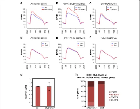 Fig. 3 H3K27me3 marks and LHP1 are dispensable for H2AK121ub marking in A. thaliana. a–c Metagene plot showing H2AK121ub coverage at aall marked genes, b H2AK121ub/H2AK121ub/H3K27me3-marked genes,and c only-H2AK121ub-marked genes in WT and clf28/swn7 mutan