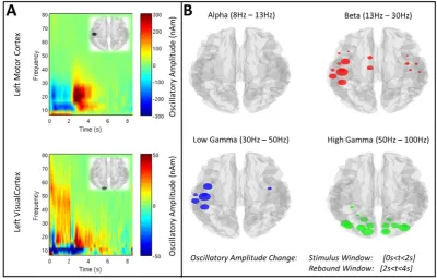 Fig. 2. Task induced changes in oscillatory amplitude. A) TFSs generated in the left primary sensorimotor region, and left primary visual area, in healthy control subjects
