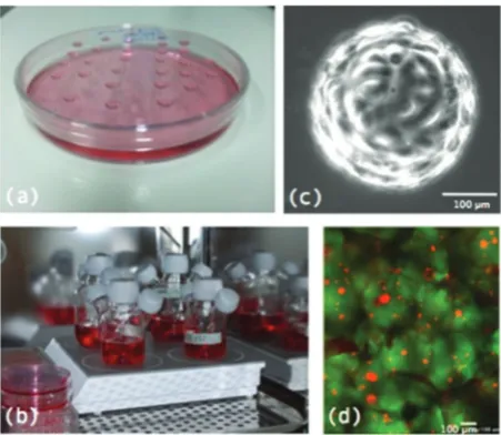 Fig. 2Examples of methods of MTS formation: (a) MTS being grownusing the basic hanging drop technique, (b) MTS growing in spinnerﬂasks, (c) MTS being grown on microcarrier beads and (d) cells (red)growing in a scaﬀold of alginate gel (green), an example of the start ofMTS growth in a scaﬀold of NovaMatrix-3D™.